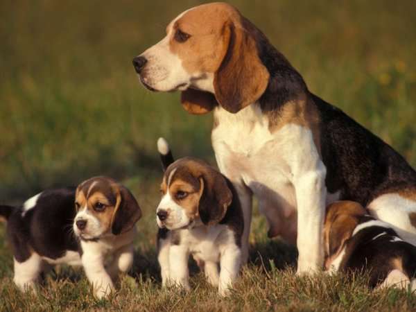 Beautiful Beagle puppies available now.