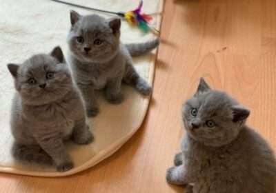British-shorthair-kittens