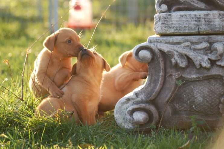 Labrador puppies for sale .
