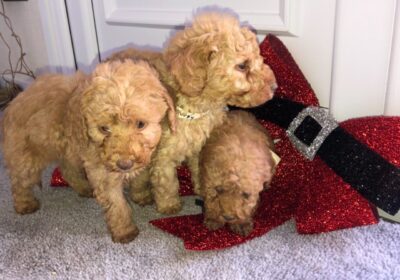 Poodle-Puppies1