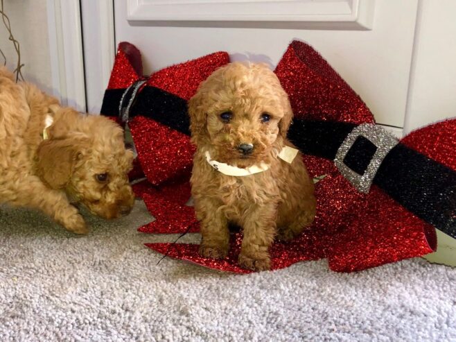 Male and female Poodle puppies