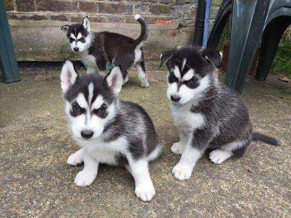 Husky puppies for sale.